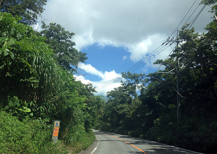やんばるの山道
