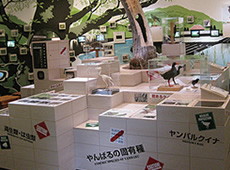 やんばる野生生物保護センター ウフギー自然館