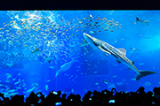 美ら海水族館