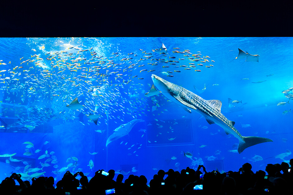 沖縄美ら海水族館