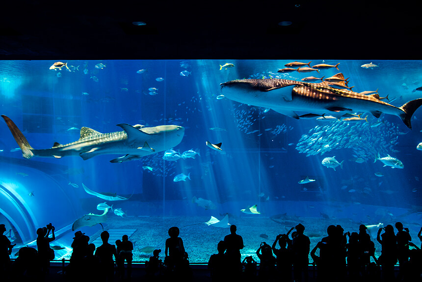 沖縄美ら海水族館 黒潮の海