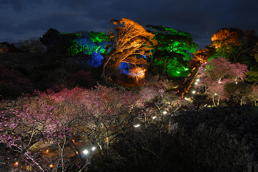 今帰仁グスク桜まつり