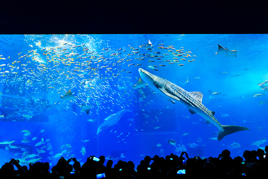 沖縄美ら海水族館