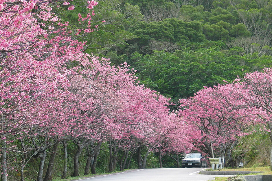 八重岳桜まつり