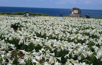 伊江島ゆり祭り