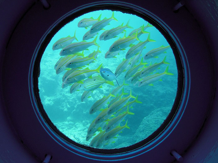 展望塔内 鮮やかに群れ泳ぐ熱帯魚に目を奪われる