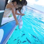 グラスボートの様子。お魚がボートの後をついてくる!