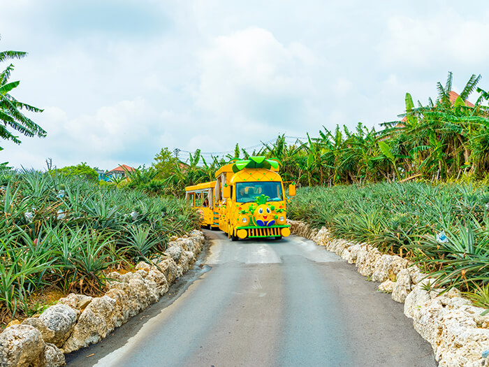 Visit pinapple fields in a cute train that looks as if it came straight out of a children's book.