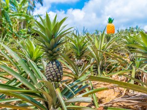 Board the pineapple train from the parking lot and learn about pineapples on the ride into the park.