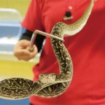 毒蛇と毒舌！？「ハブとマングースーのショー」。コワい！けどおかしいバトルはクセになること間違いなし