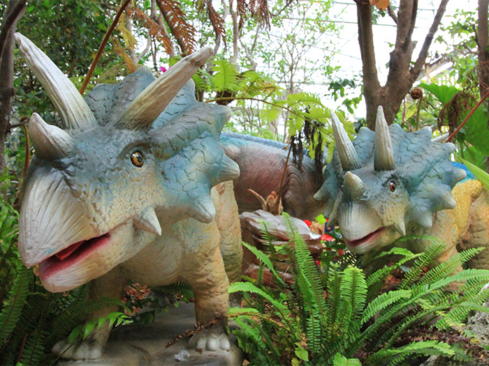 ダイナソーアドベンチャーツアーでは、恐竜たちがパイナップルパークに遊びに来ているので保護しております。夏場はパイナップルを食べているかも？！