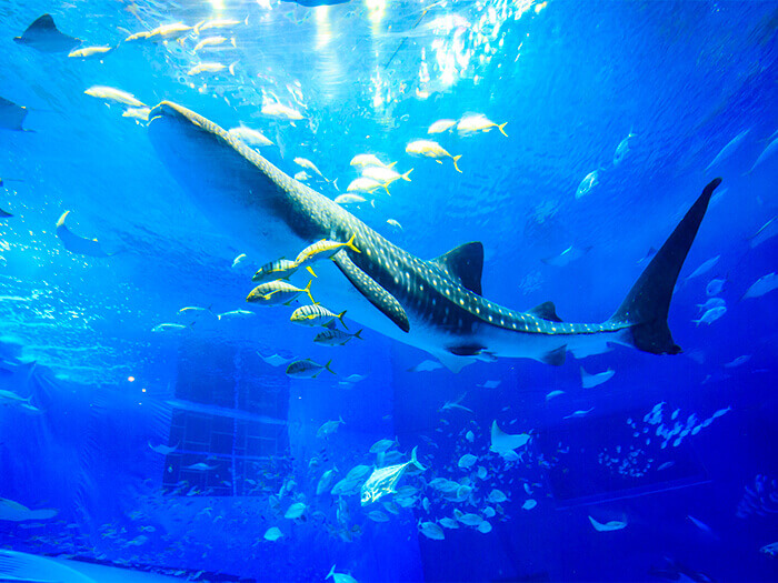 將沖繩海洋一五一十地完整重現的世界最大級水族館。在大水槽中悠然自得地游泳的鯨鯊與鬼蝠魟，其身影頗具震撼力。
