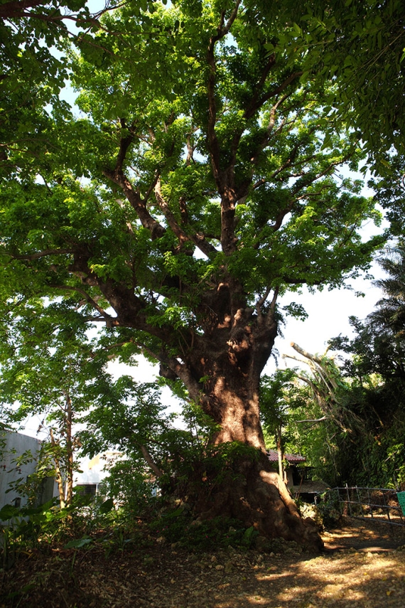 首里金城の大アカギ（国指定 天然記念物）