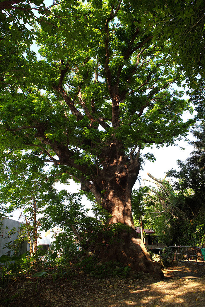 Shuri kinjo Giant Bishop Wood
