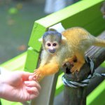 「リスザルの森」ボリビアリスザルを自然に近い形で飼育。人懐っこいリスザルは餌をあげるとすぐに寄ってくる