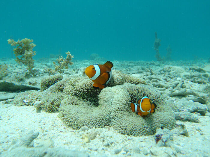 Ever-popular clown fish are waiting for you!