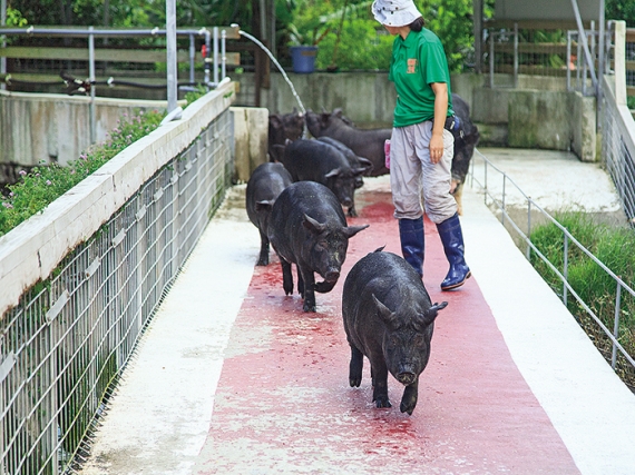 【一時休業中】アグー村 我那覇畜産