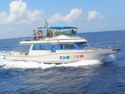Enjoy whale-watching on ”TROPICO 1” wichi gives you clear visibility.
