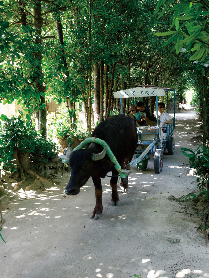 福木林蔭道擁有長約1公里的綠色隧道，在至今依然保留沖繩昔日風采的村落裡，還有能將大海一望無遺的咖啡館等店家，不妨坐上水牛車悠閒地逛逛。
