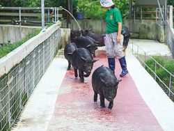 You can interact with adorable Agu pigs in the nature of Yanbaru