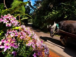 【Hana no suki na ushi (Caw who love flowers)】You can take a leisurely stroll on the colorful orchid alley with a water buffalo cart
