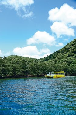 90% of Iriomote island is covered with subtropical woods. In the Nakama River valley， the vast gregariousness of mangroves can be seen from a pleasure boat.