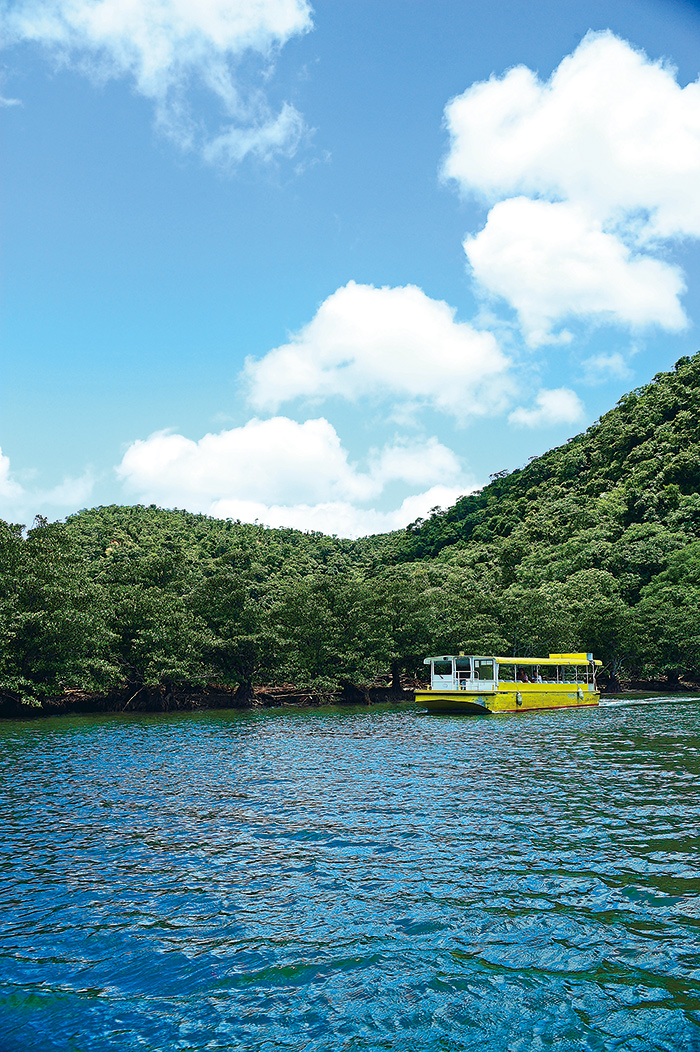 西表島的90%是被亞熱帶的森林覆蓋。從遊覽船上能眺望到仲間川流域的廣闊的美洲紅樹叢。