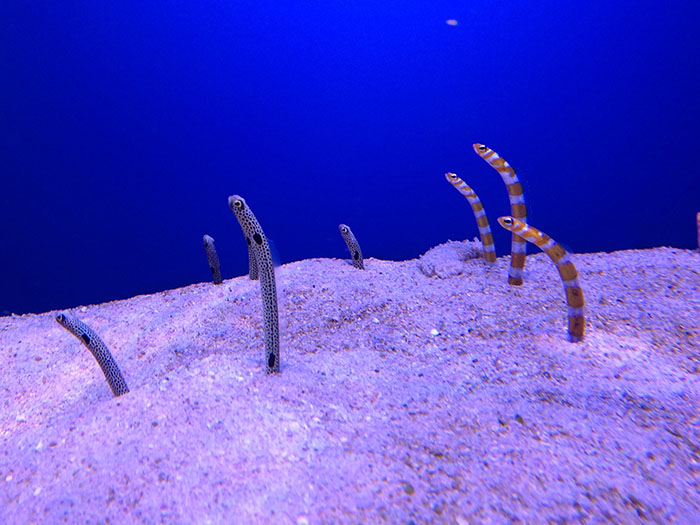Garden eels are also popular in the aquarium. You can take close-up photos