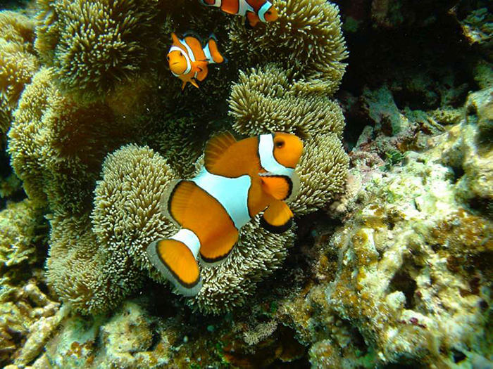 We have 4 kinds of clown fishes at Kyafa Beach， including the original model of the well-known Nemo!