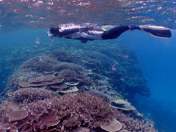 碧賈斯珊瑚礁可以看到許多種色彩繽紛的珊瑚。