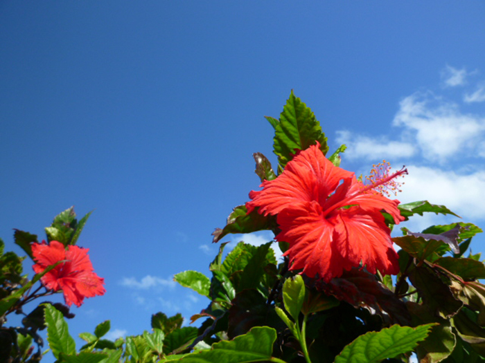 在宮古島上綻放的紅色扶桑花