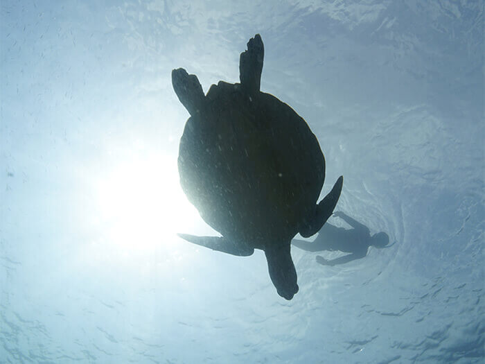 Leisurely swimming sea turtle