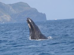 You will be impressed by the splendid views of the dynamic jumping of humpback whales and the beauty of their caudal fins when diving. 