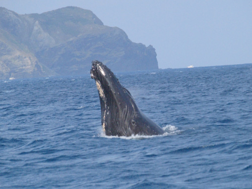 坐頭鯨的精彩跳躍和潛水時的尾鰭的美麗，真是令人感動的景象
