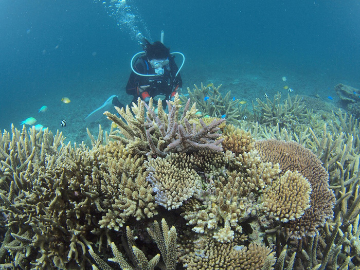 浮潛活動實照。宮古島海水透明度極高，且魚類和珊瑚數量眾多，即使只是浮潛也能欣賞到夢幻的海中美景。