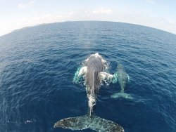 NAGANNU半天遊覽選項的“NAGANNU島出發賞鯨〜在NAGANU島近海探尋鯨魚”項目。 ※1月〜3月舉辦，還配備午餐