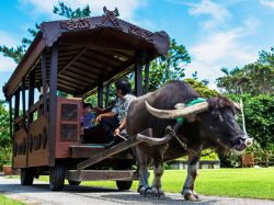 Take a leisurely stroll through the park on a water buffalo cart.