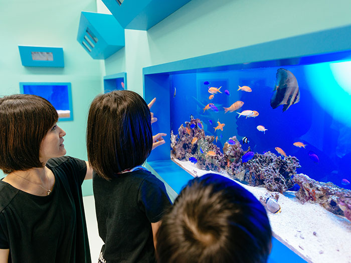 In the mini aquarium of the store， we display the popular tropical fish. 
