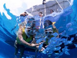 NAGANNU半天遊覽選項的“浮潛〜即使冬日當然也想窺見海中景象〜”項目。