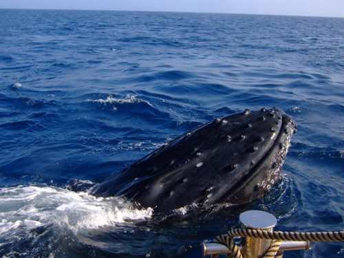 季節限制（1月〜3月）的鯨魚觀賞