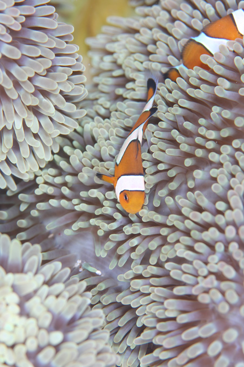 There are a lot of popular tropical fish such as the anemone fish