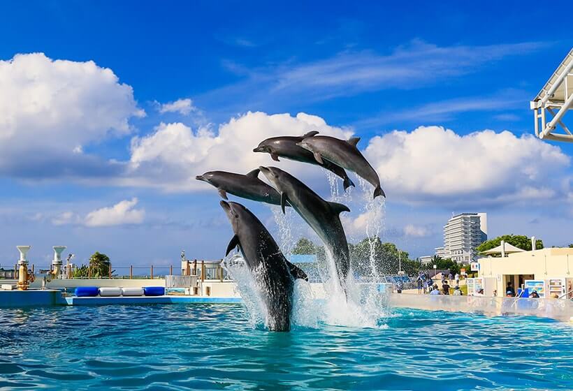 Ocean Expo Park, Okichan Theater