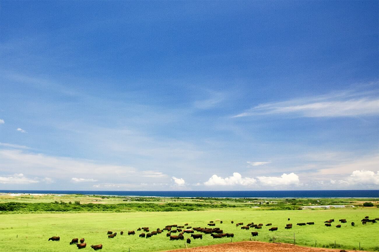 Ishigaki cattle