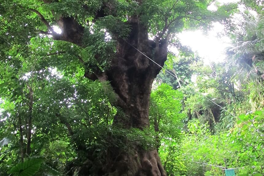 Giant Bishop Wood