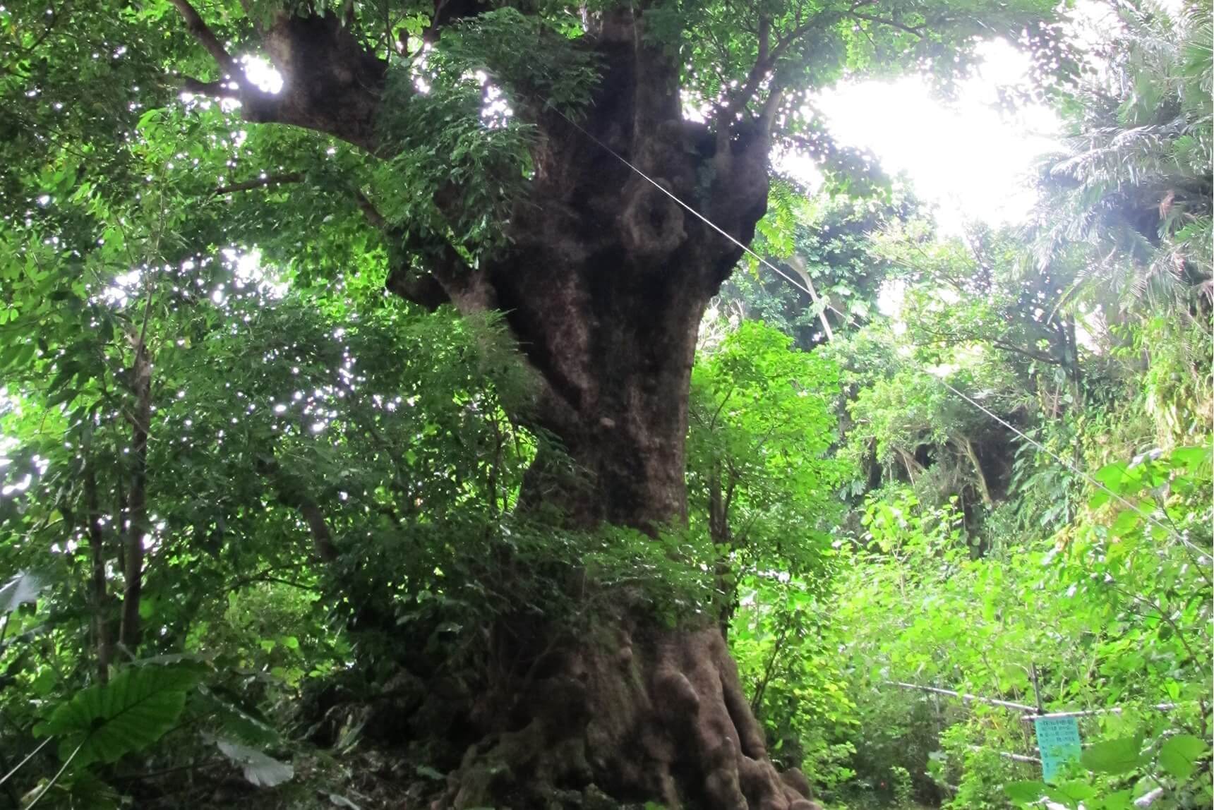 O-akagi Tree