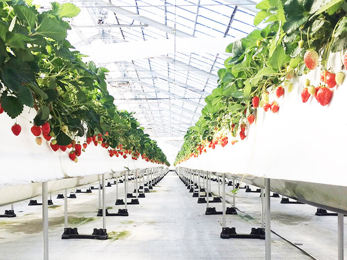 Nanjo Greenhouse is stylish and picture-worthy. Lots of strawberries are available, too!