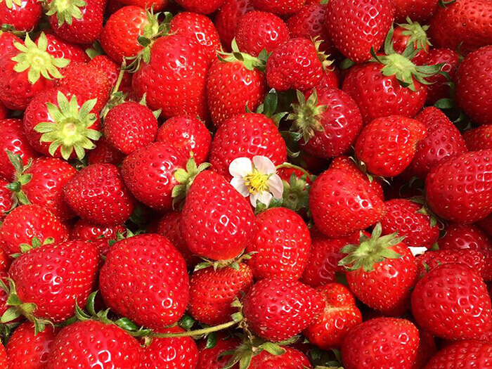 Freshly picked strawberries. Enjoy them on the spot, or use them later in juice or baked goods!