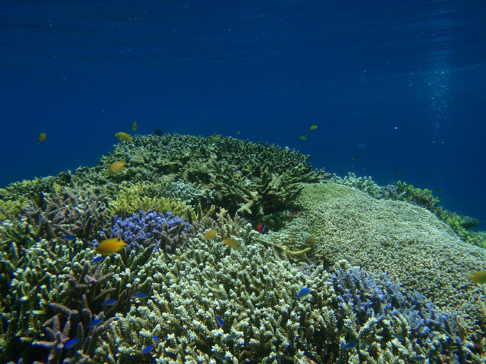 日本でも有数の珊瑚の宝庫