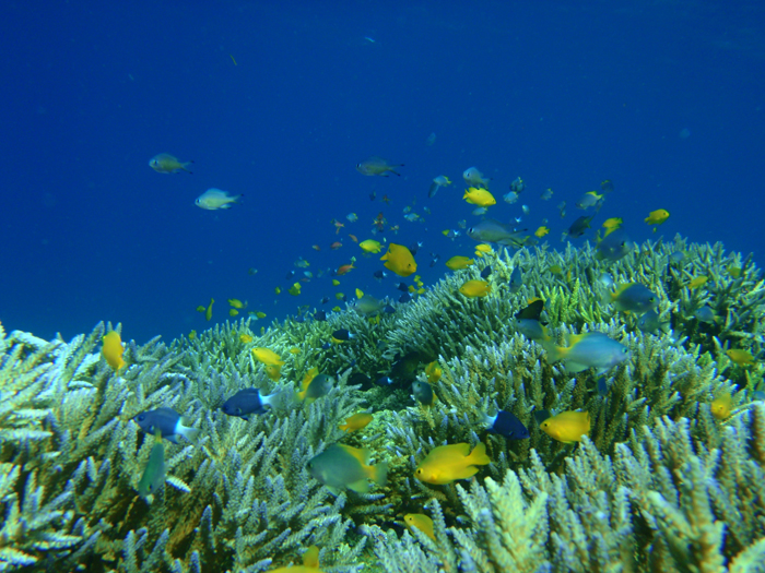 色とりどりの魚たち 洞窟沖合いの米原アウトリーフは、豊富な種類の珊瑚や熱帯魚の宝庫