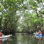 亜熱帯地方特有のマングローブが生い茂る仲間川をカヌーツーリング